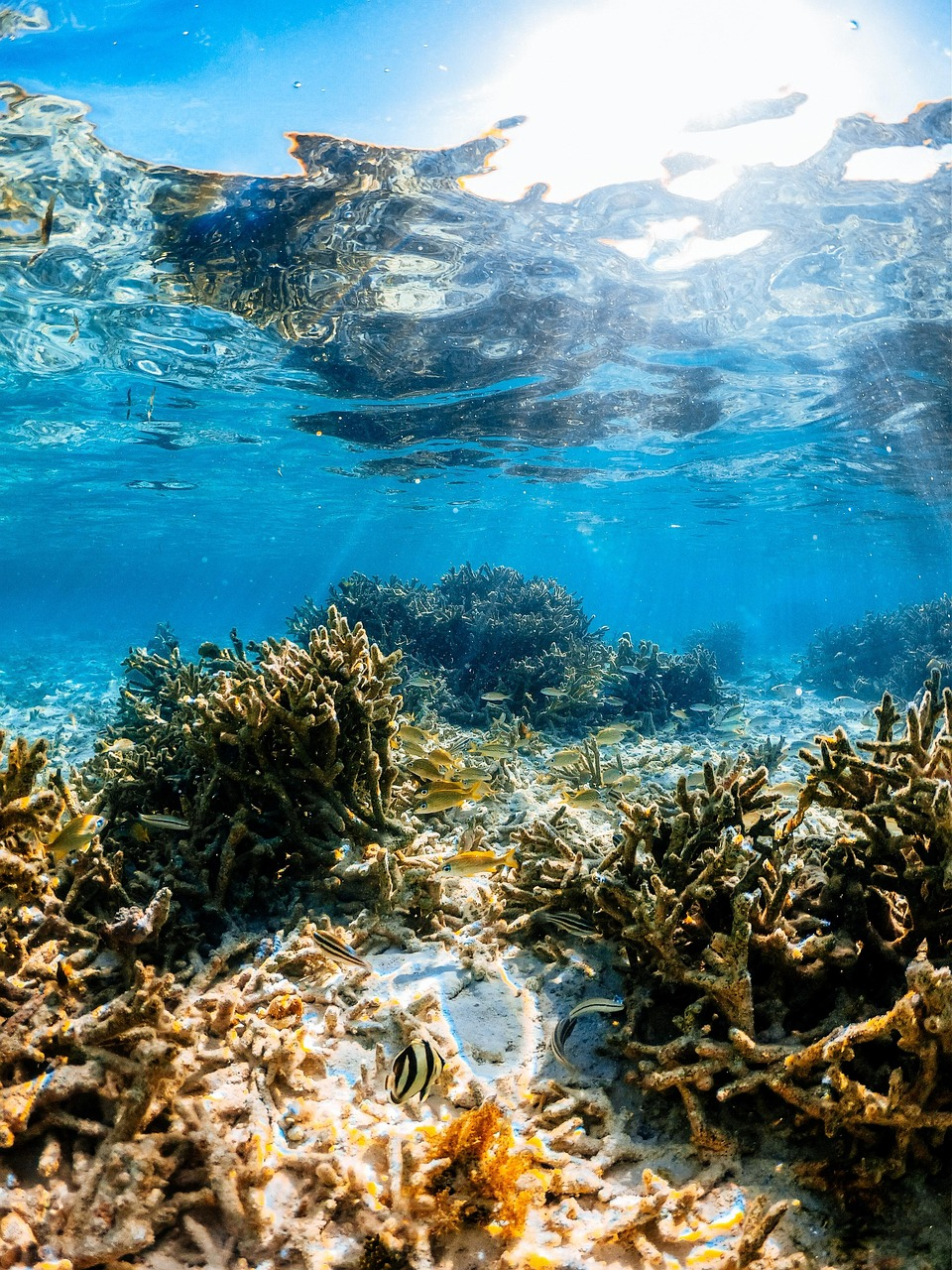 sea, coral, reef, nature, fish, underwater